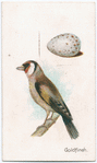 Goldfinch.