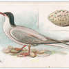 Common tern.