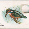 Common kingfisher.