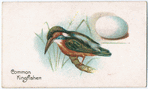 Common kingfisher.