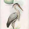 Common heron.