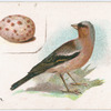 Chaffinch.