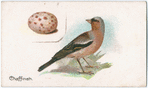 Chaffinch.
