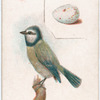 Blue titmouse.