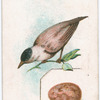 Blackcap.