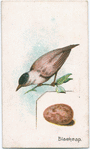 Blackcap.