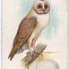Barn owl.