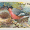 Bullfinch.