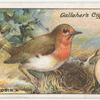 Robin.