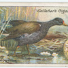 Moorhen.