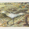 Dunlin.
