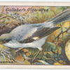 Grey shrike.