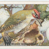 Green woodpecker.