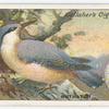 Nuthatch.