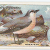 Wheatear.