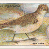 Skylark.