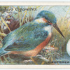 Kingfisher.