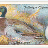 Wild duck.