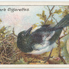 Magpie.