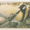 Great tit.