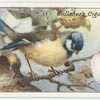 Blue tit.