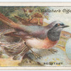 Redstart.