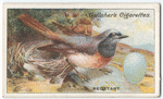 Redstart.