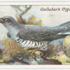 Cuckoo.