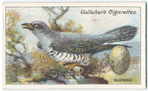 Cuckoo.