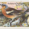 Chaffinch.