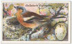 Chaffinch.