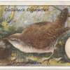 Common wren.