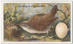 Common wren.