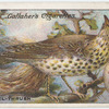 Missel-thrush.