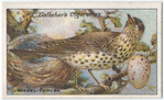 Missel-thrush.