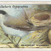 Blackcap warbler.