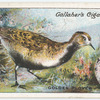 Golden plover.