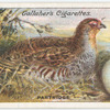Partridge.