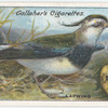 Lapwing.