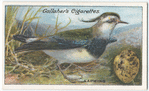 Lapwing.
