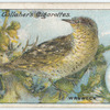 Wryneck.