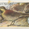 Cirl bunting.