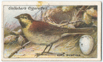 Cirl bunting.