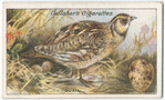 Quail.