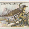Fieldfare.