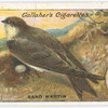 Sand martin.