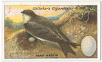 Sand martin.
