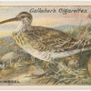 Whimbrel.