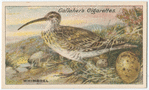 Whimbrel.