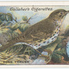 Song thrush.
